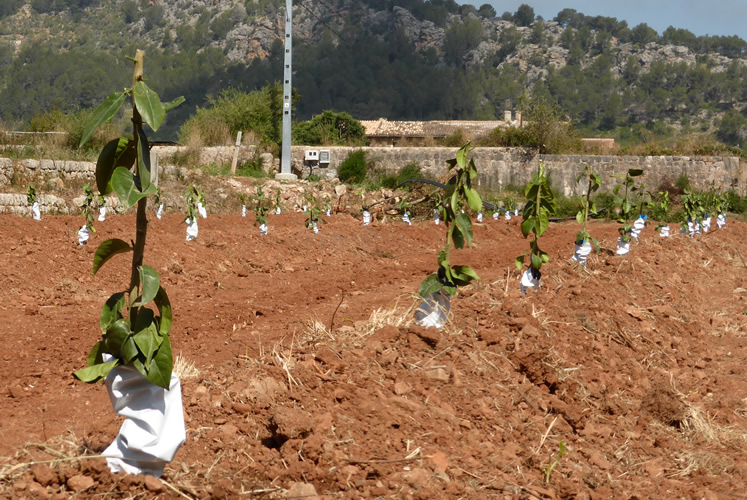 Horts de Sóller - nos premières plantations