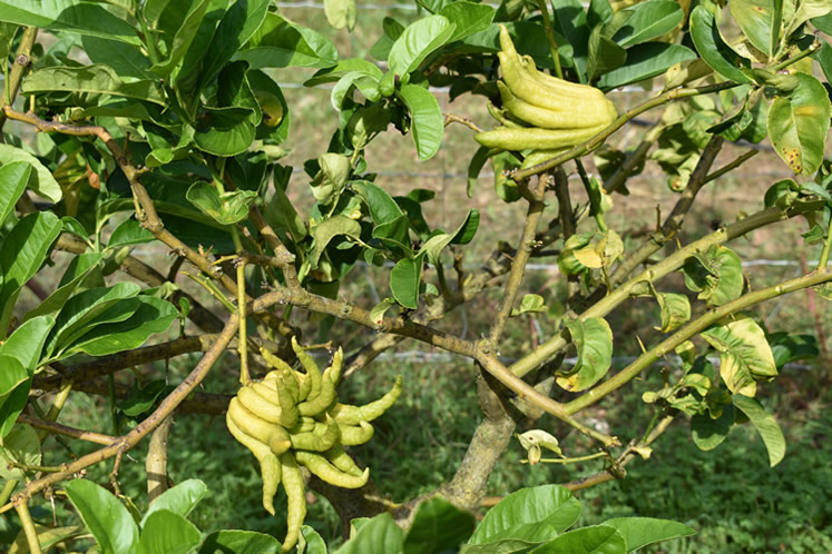 Die Ur-Oma der Zitrone: Buddhas Hand, auf der Finca Ecovinyassa