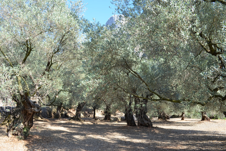 Olivar im Tal von Sóller