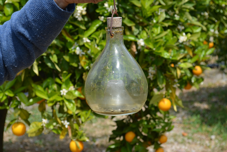 The traditional fly trap for protection against pests