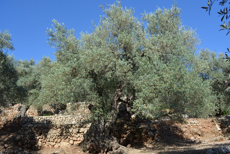 Weltkulturerbe Tramuntana mit Olivenhain