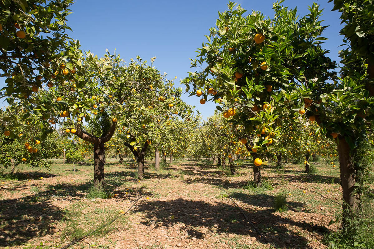 Orange garden on a sunny day in winter