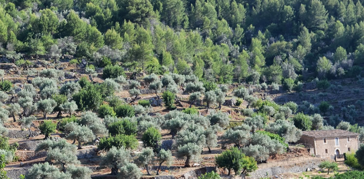 Mallorca en el mediterraneo: un paraíso