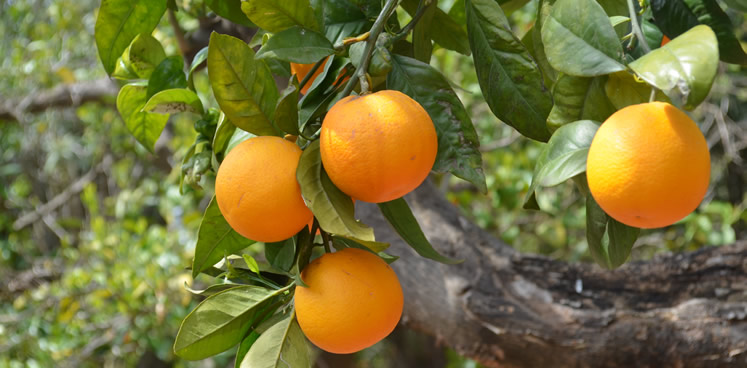 Everything begun with the orange trees