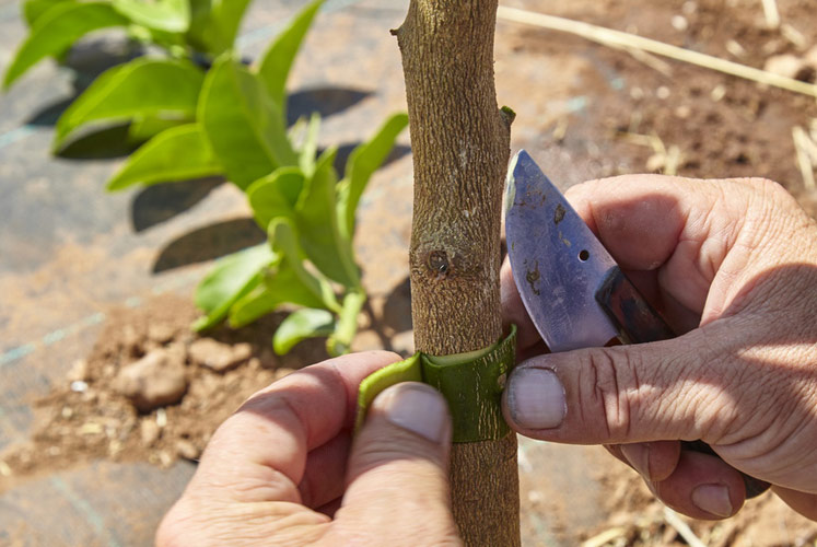 Injerto en un árbol joven