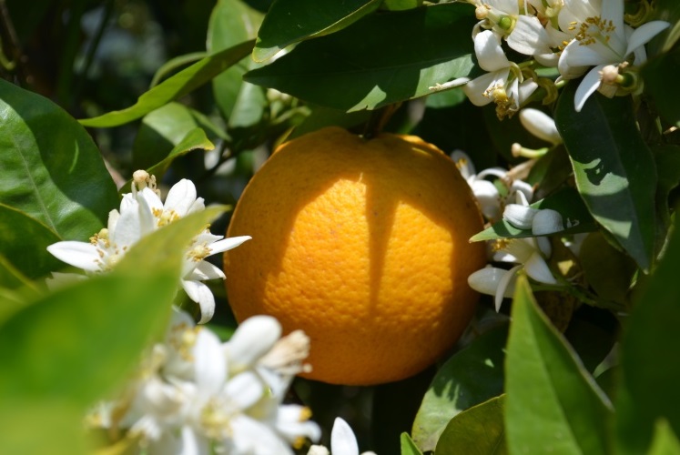 Ein blühender Valencia-late-Orangenbaum im April