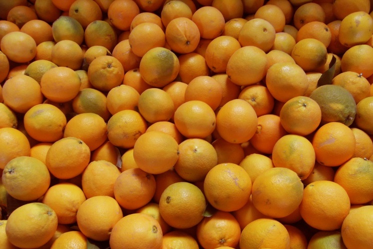 Our freshly harvested navelinas from the Orange Valley