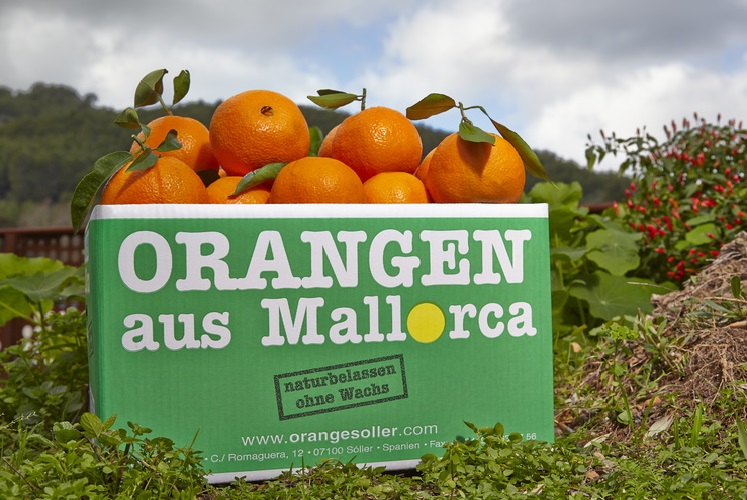 Nuestras cajas de naranjas para envío a domicilio