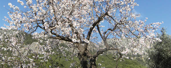Die Mandelblüte verzaubert Mallorca.