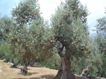 Olivenbäume nahe Sóller