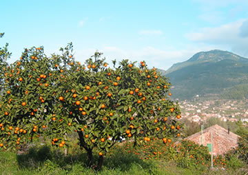 Orangenplantage über Sóller/Mallorca